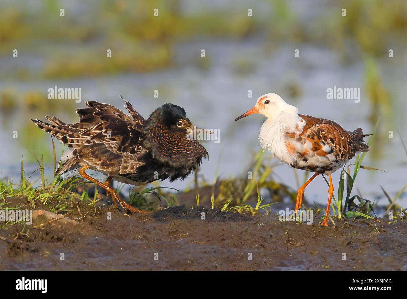 Ruff (Philomachus pugnax), comportamento di accoppiamento, piumaggio di accoppiamento, uccelli da cecchino, Ochsenmoor, Duemmer SEE Park, Huede bassa Sassonia, Germania Foto Stock