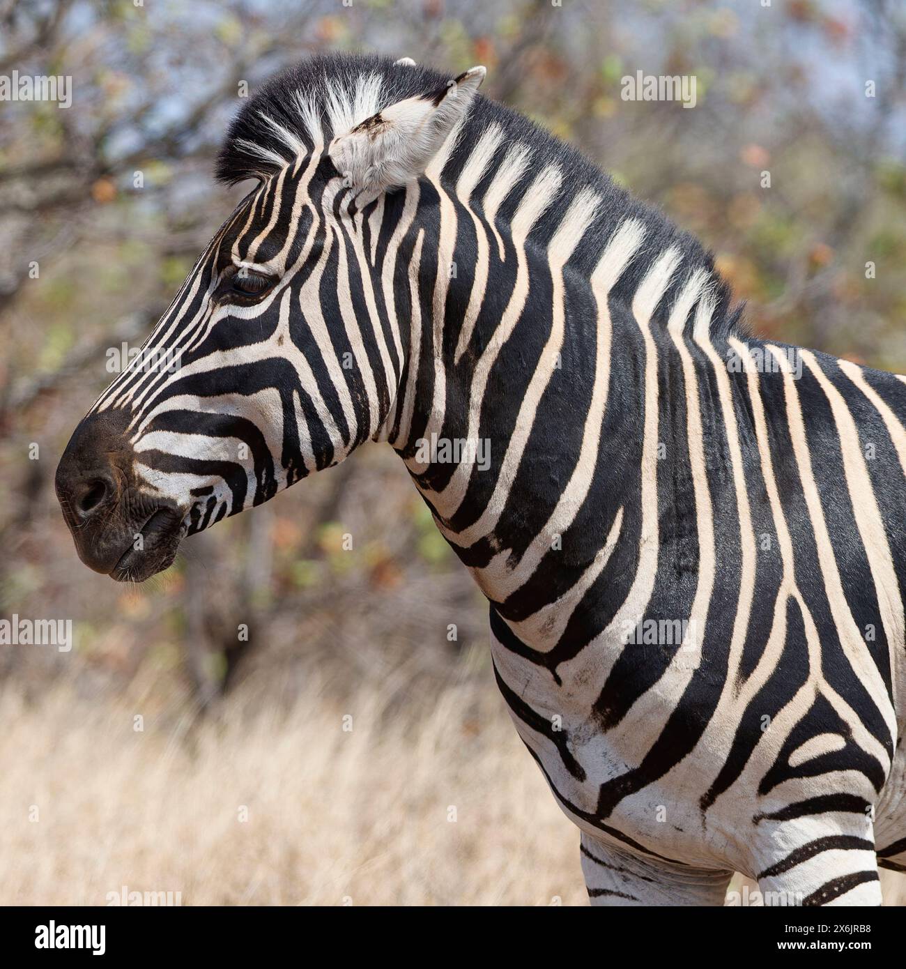 Zebra di Burchell (Equus quagga burchellii), uomo adulto in piedi in erba asciutta, profilo della testa, ritratto di animali, Parco Nazionale Kruger, Sudafrica, Africa Foto Stock