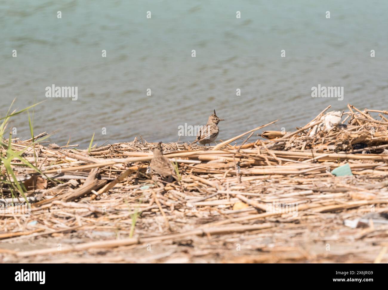 Crested Lark (Galerida cristata) sulla costa di Turkiye Foto Stock