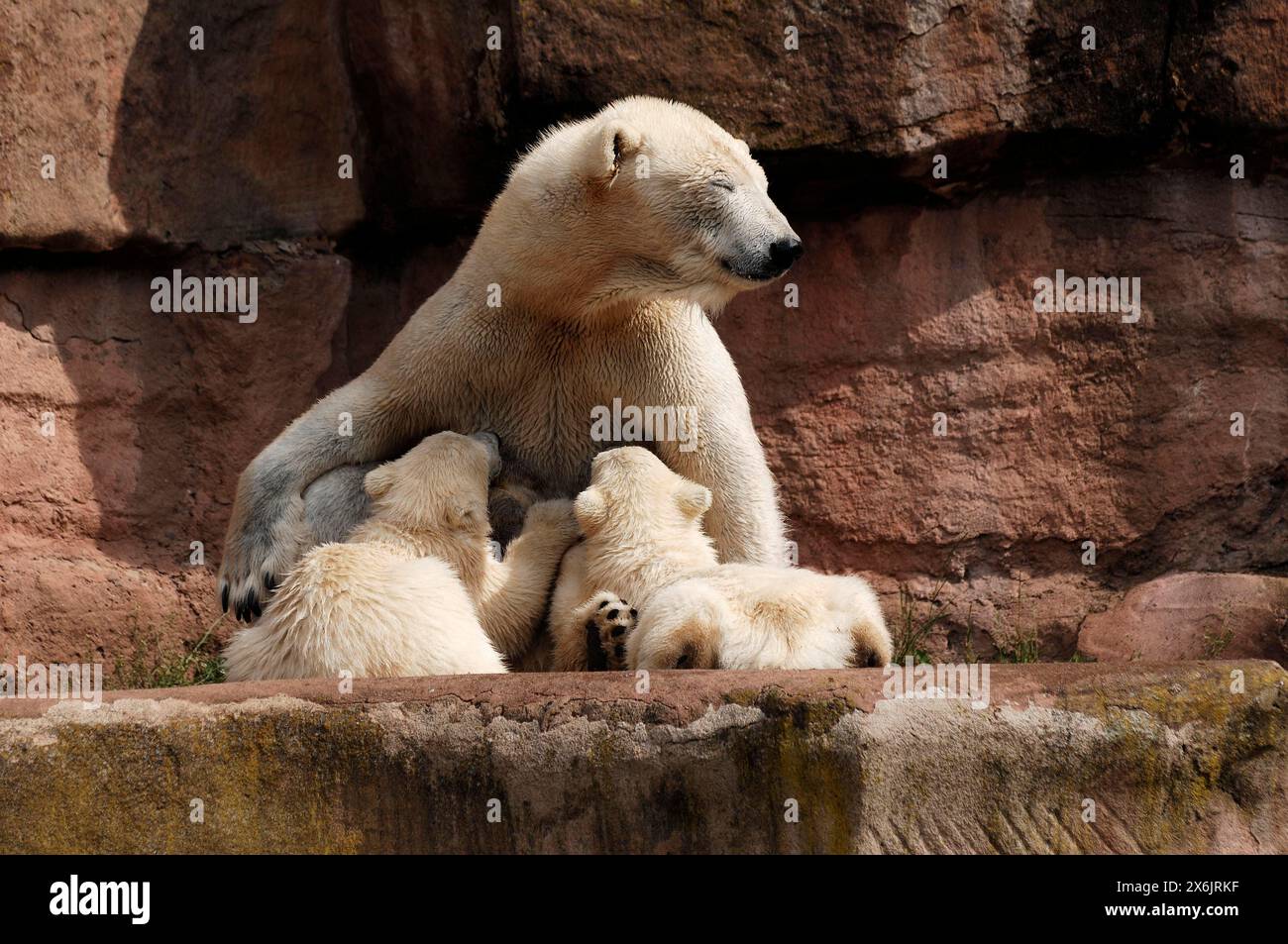 Madre di orso polare che succhia i suoi due giovani orsi polari, Ursus maritimus, zoo di Norimberga, Am Tiergarten 30, Norimberga, media Franconia, Baviera, Germania Foto Stock