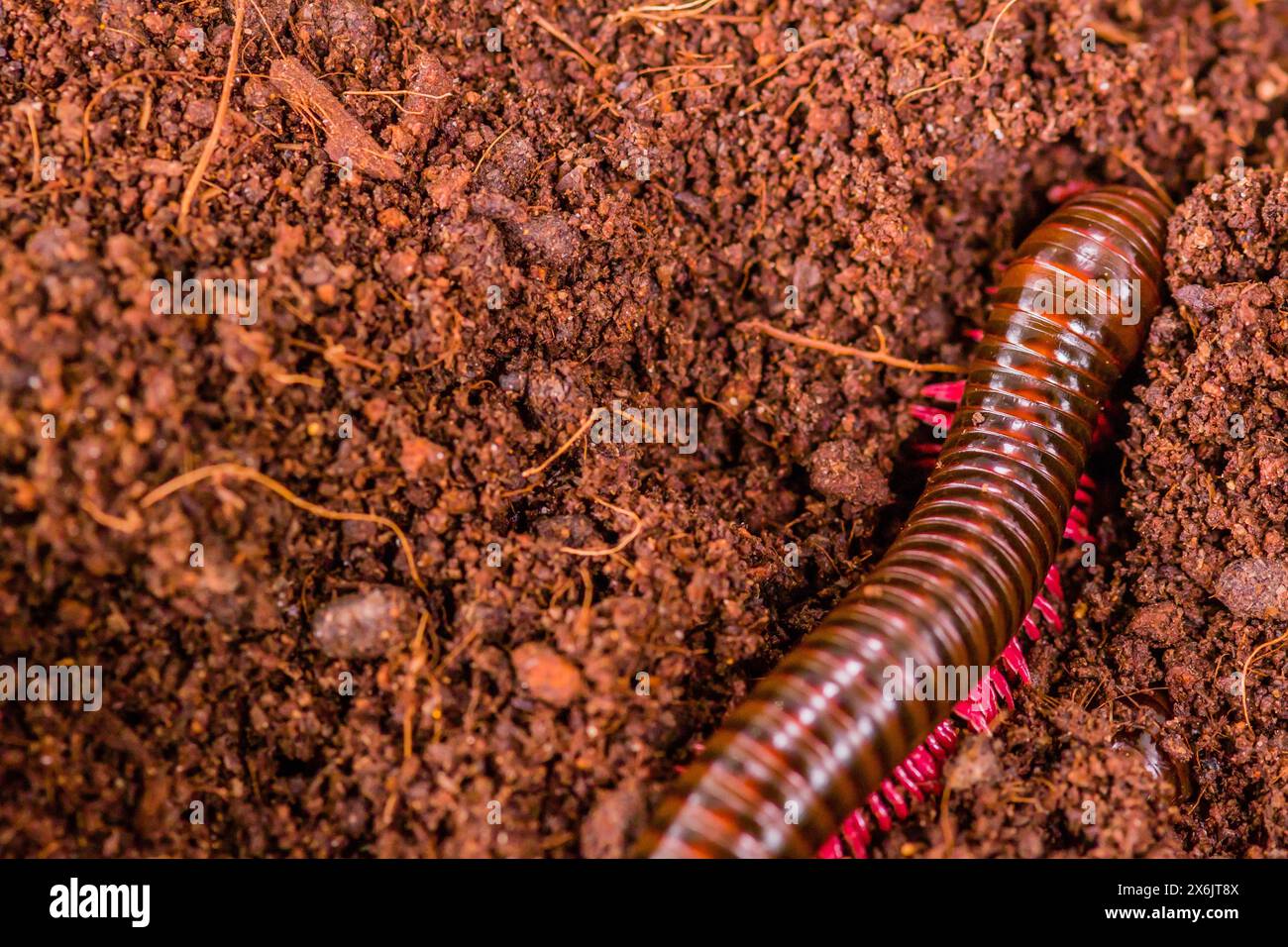 Un millipede rossastro-marrone ricciola su un ricco terreno marrone, in Thailandia Foto Stock