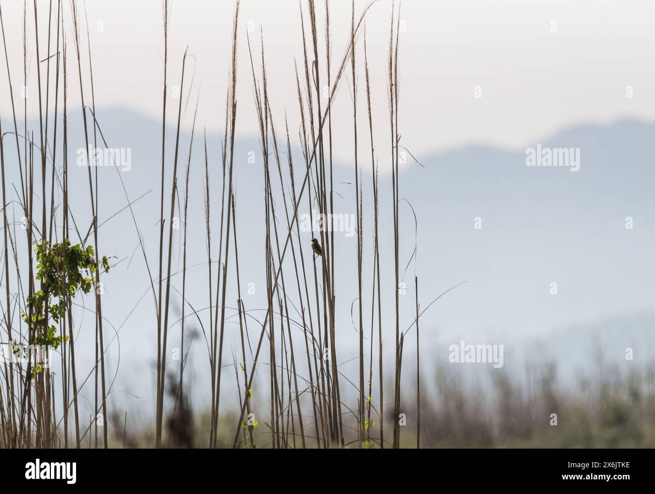 Whinchat (Saxicola rubetra) arroccato in canne. Una vista lontana ma tipica delle vedute degli uccelli visti nelle paludi di Köyceğiz, Turkiye! Foto Stock