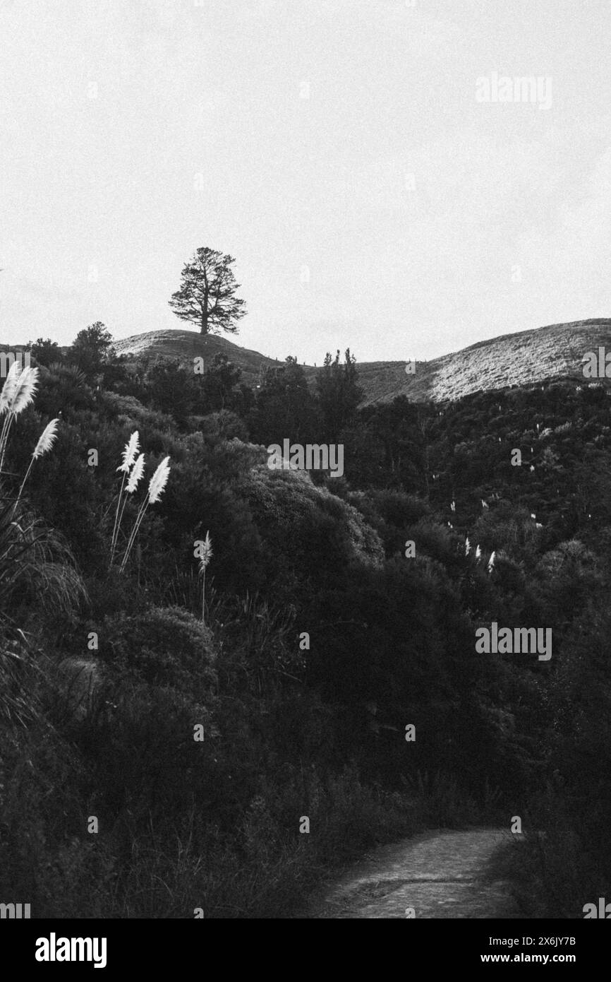 Albero solitario su una collina in un paesaggio naturale monocromatico Foto Stock