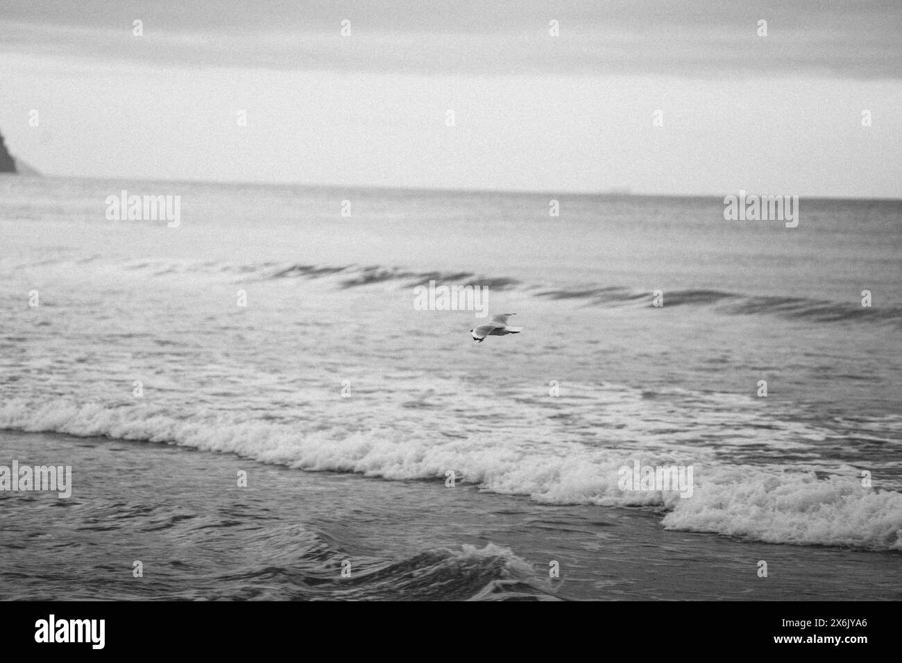 Gabbiano in volo sulle onde del mare. Scattato in bianco e nero a Waihi Beach in nuova Zelanda Foto Stock