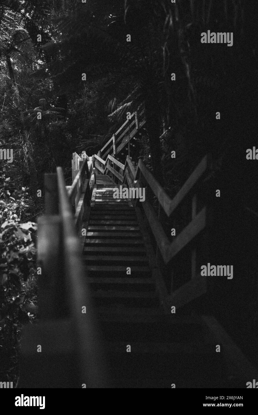 Passi infiniti. Fai un'escursione nella foresta della nuova Zelanda verso una cascata. Fatto in bianco e nero Foto Stock