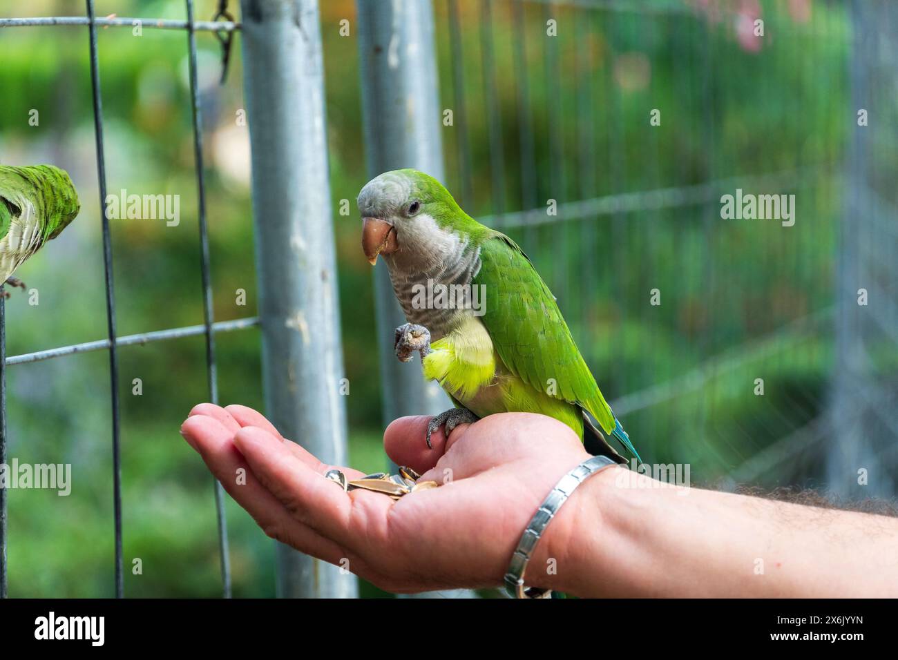 I pappagalli dei monaci (pappagalli quaccheri) mangiano dalle mani nel Parc de la Ciutadella di Barcellona Foto Stock