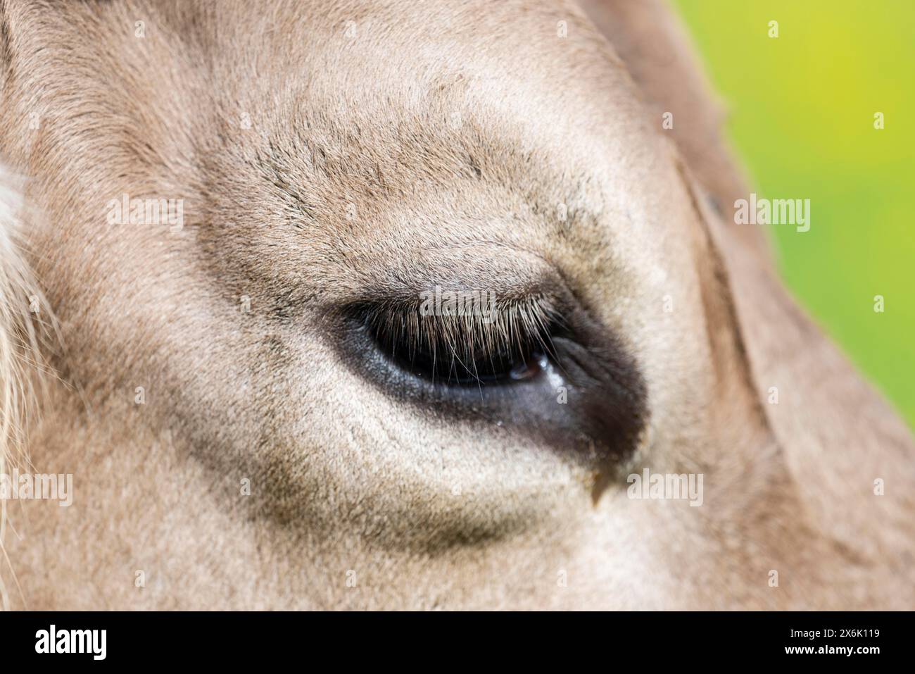 Occhio di una mucca, Allgaeuer Braunvieh, razza bovina domestica (Bos primigenius taurus), Allgaeu, Baviera, Germania Foto Stock