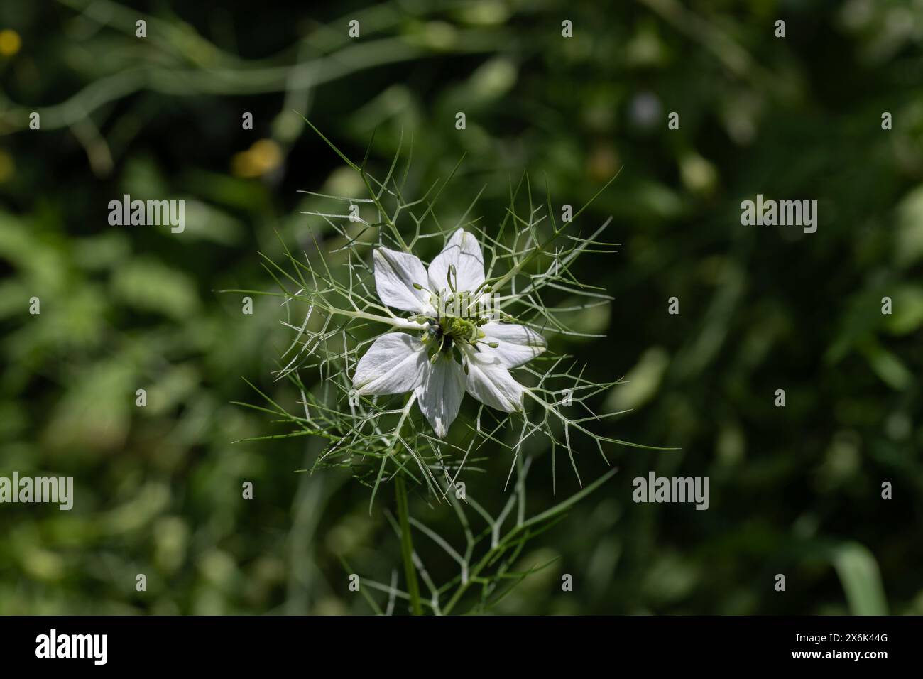 White Nigella damascene, Love-in-a-Mist, Devil in the Bush, Ranunculaceae Foto Stock