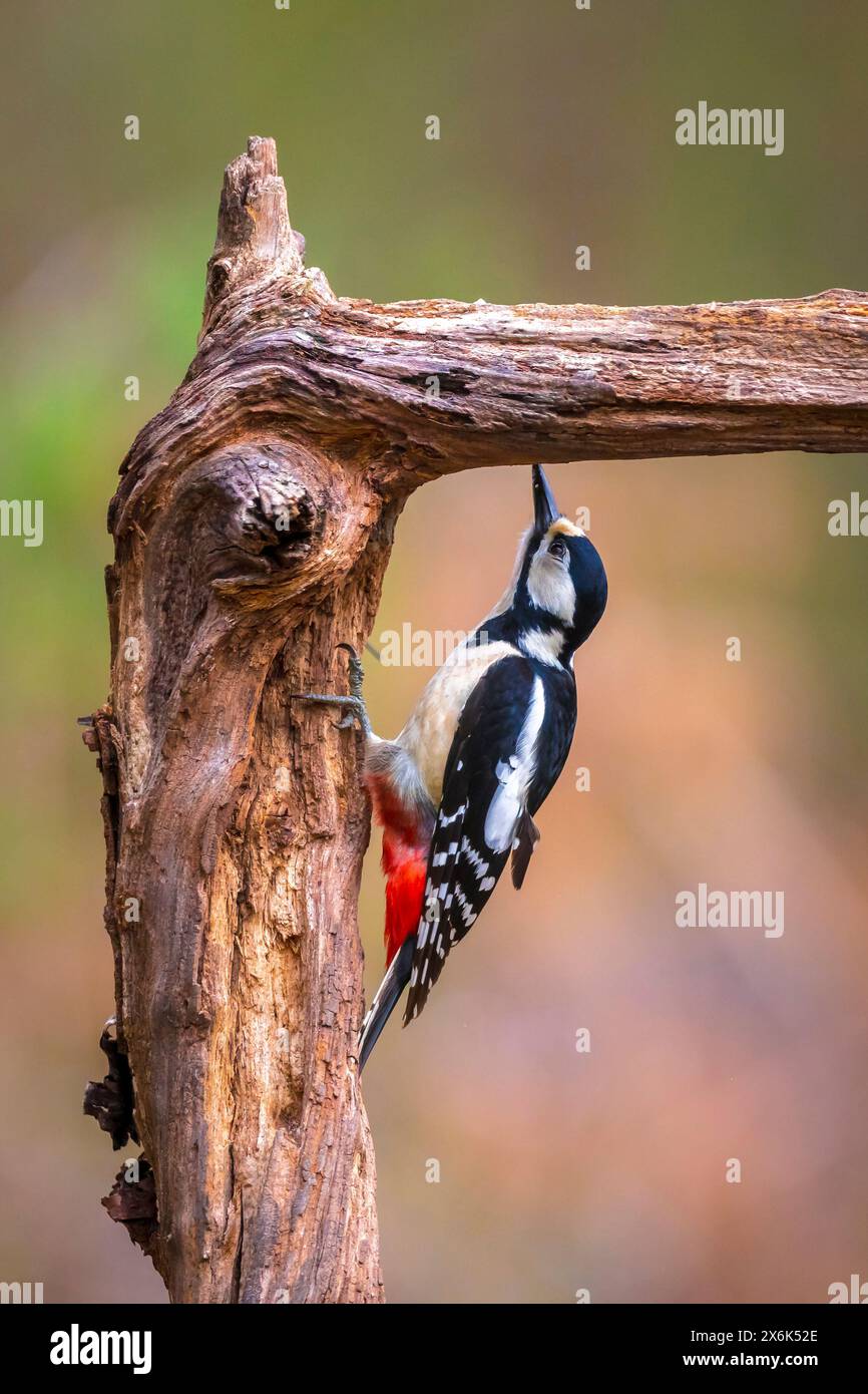 Primo piano di un picchio rosso maggiore bird, Dendrocopos major, arroccato in una foresta nella stagione estiva Foto Stock