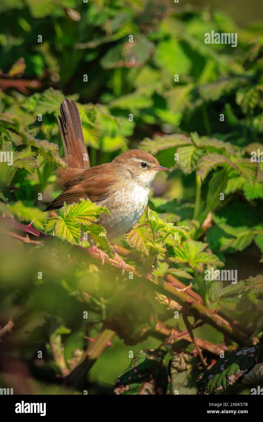 Primo piano di una Cetti il trillo, Cettia cetti, il canto degli uccelli e arroccata in una foresta verde durante la stagione primaverile. Foto Stock