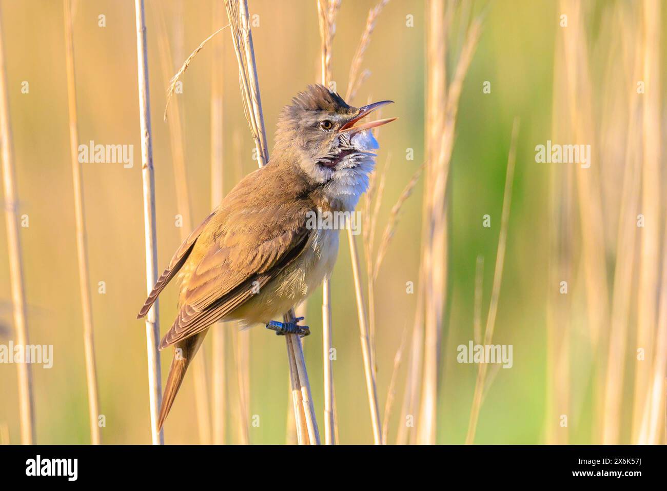 Primo piano di una grande parula di canna, acrocephalus arundinaceus, canto di uccelli nelle canne durante il sole primaverile del mattino presto Foto Stock