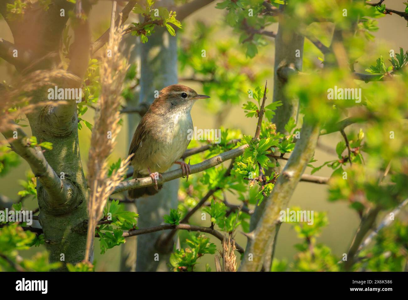 Primo piano di una Cetti il trillo, Cettia cetti, il canto degli uccelli e arroccata in una foresta verde durante la stagione primaverile. Foto Stock