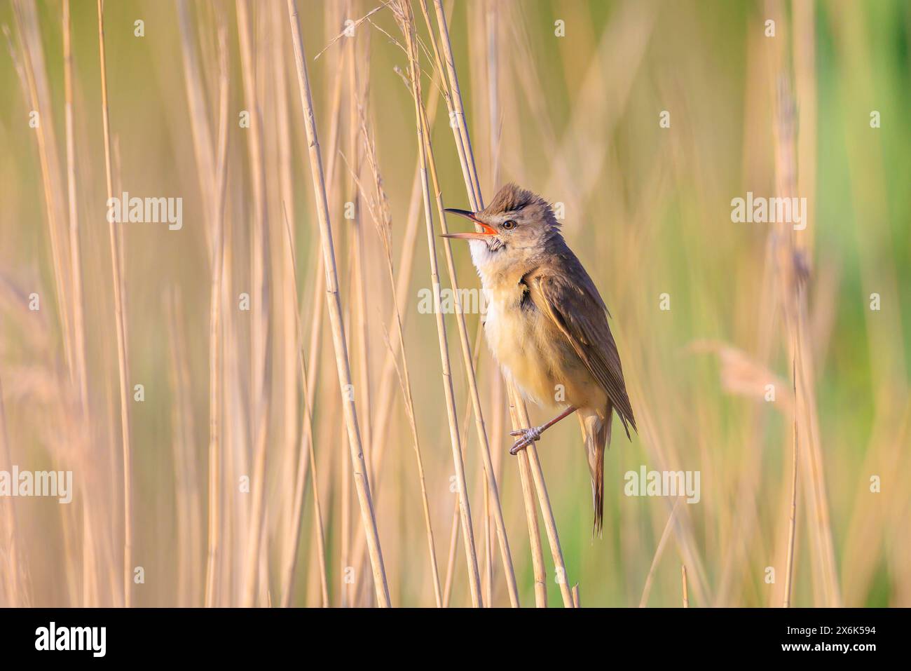 Primo piano di una grande parula di canna, acrocephalus arundinaceus, canto di uccelli nelle canne durante il sole primaverile del mattino presto Foto Stock