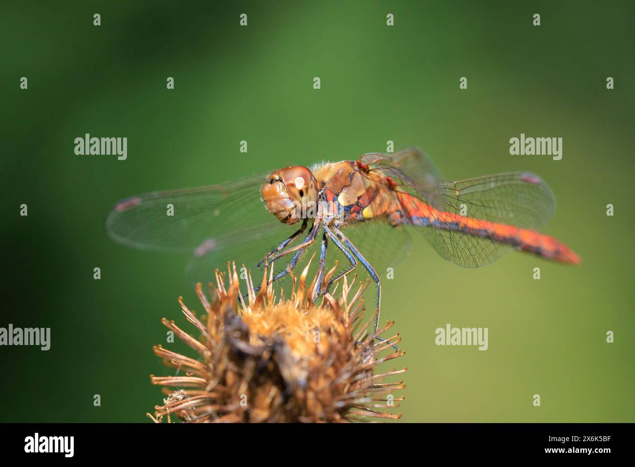 Vista di un Darter comune, Sympetrum striolatum, una libellula maschile con le ali che si spalmano sta asciugando le ali nella luce calda del sole Foto Stock