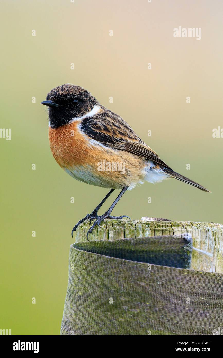 Stonechat, Saxicola rubicola, uccello maschio primo piano cantando al sole del mattino Foto Stock