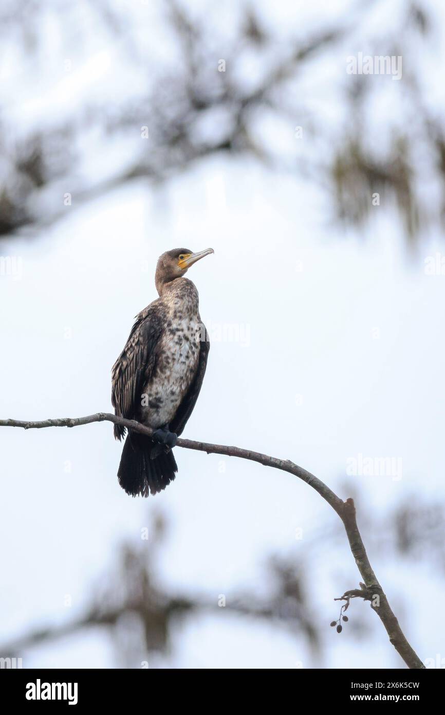 Il cormorano nero, Phalacrocorax carbo, lascia asciugare le ali in un albero. Questo è il comportamento caratteristico di un cormorano. Foto Stock