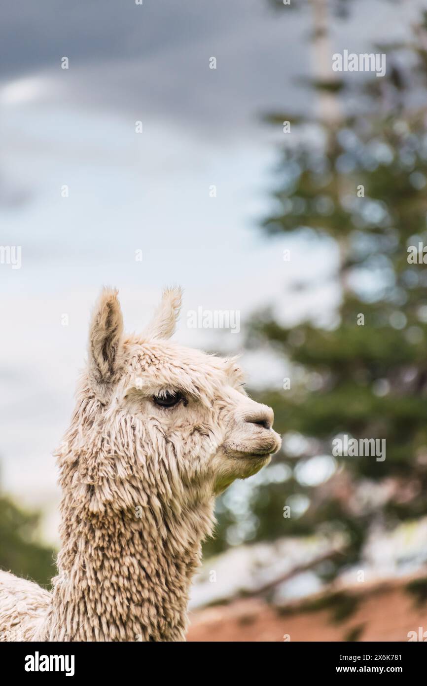 Ritratto di alpaca bianco della catena montuosa delle Ande con un cielo blu illuminato con luce naturale sulle alture del Perù in America Latina Foto Stock