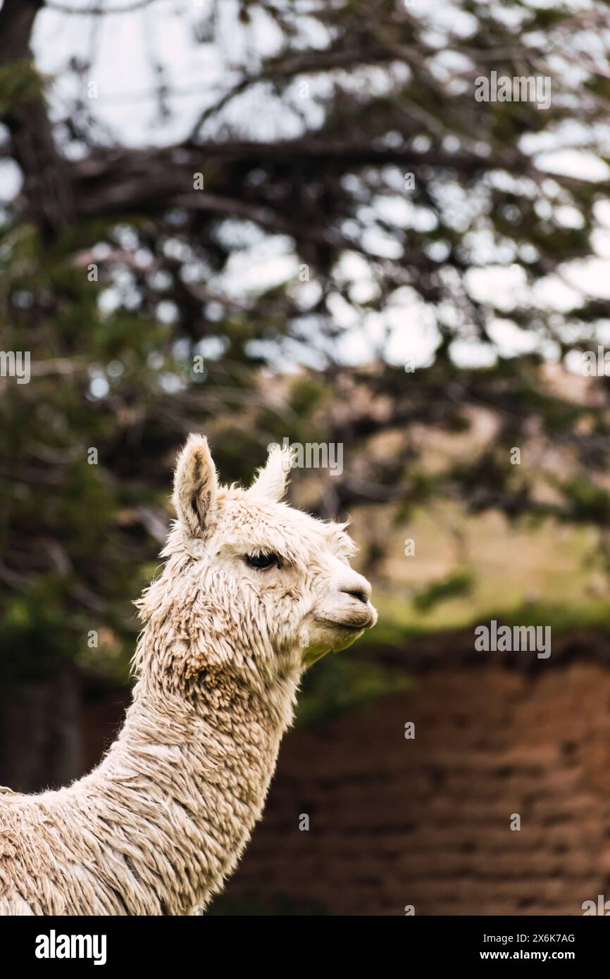 Ritratto di alpaca bianco della catena montuosa delle Ande con un cielo blu illuminato con luce naturale sulle alture del Perù in America Latina Foto Stock