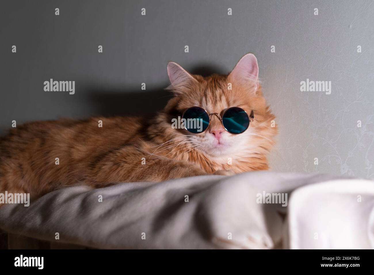 Un gatto tabby arancione trasuda freschezza, rilassandosi con un paio di eleganti occhiali da sole rotondi, donando un fascino stravagante alla scena. Foto Stock