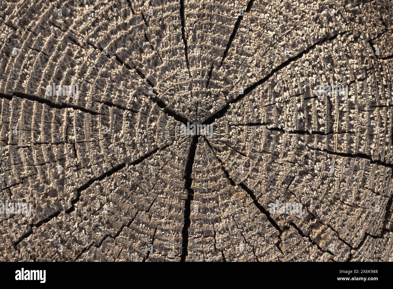 Una vecchia sezione in legno con crepe radiali, texture fotografica di sfondo Foto Stock