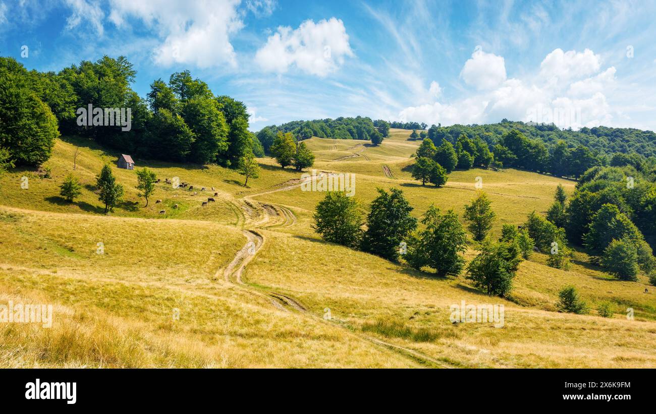 paesaggio con lussureggianti faggi vicino alla strada sterrata in salita. splendido scenario estivo ad agosto. prato sulla collina in erba intemprata. foresta primordiale Foto Stock