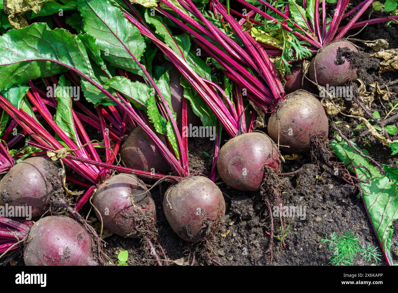 Barbabietola biologica fresca sul terreno. Raccolta di barbabietole Foto Stock