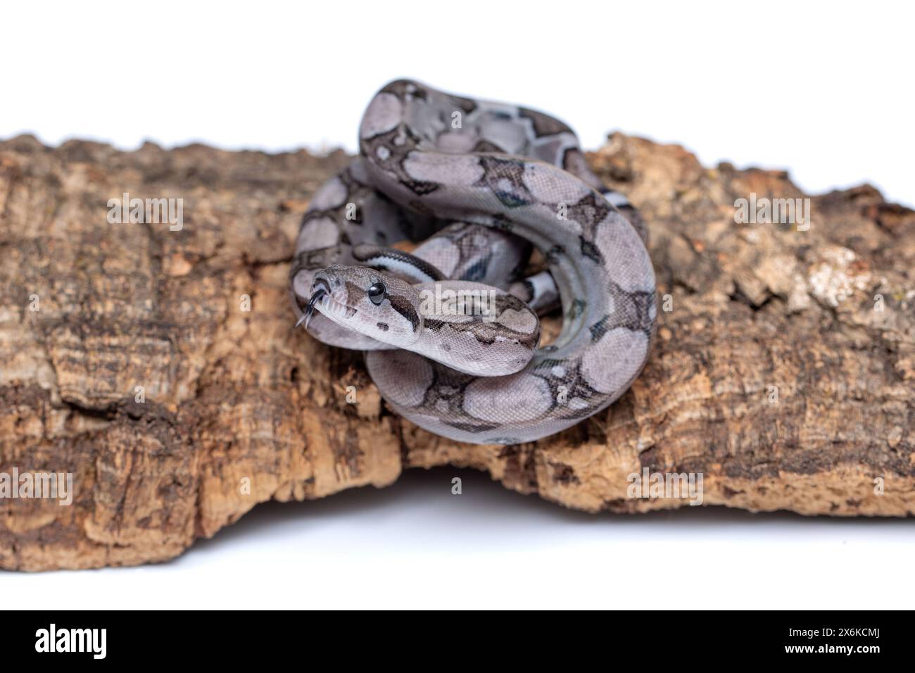 Aneritristico Carbon Boa Constrictor mimetizzato sulla corteccia dell'albero Foto Stock