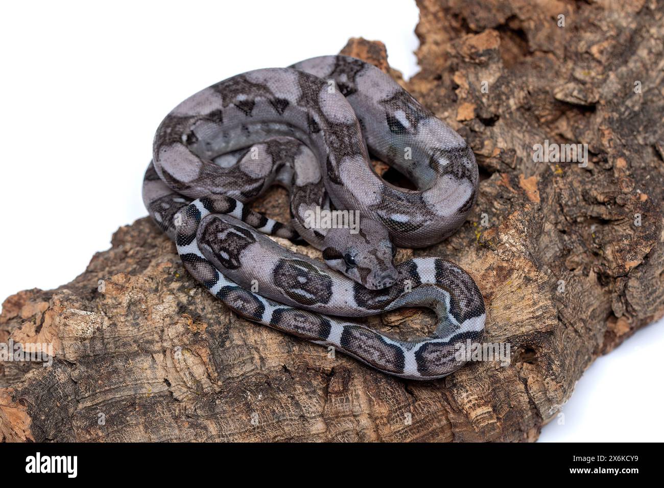 Raro aneritristico Boa Constrictors: Accattivante bellezza in Dark Morph Foto Stock