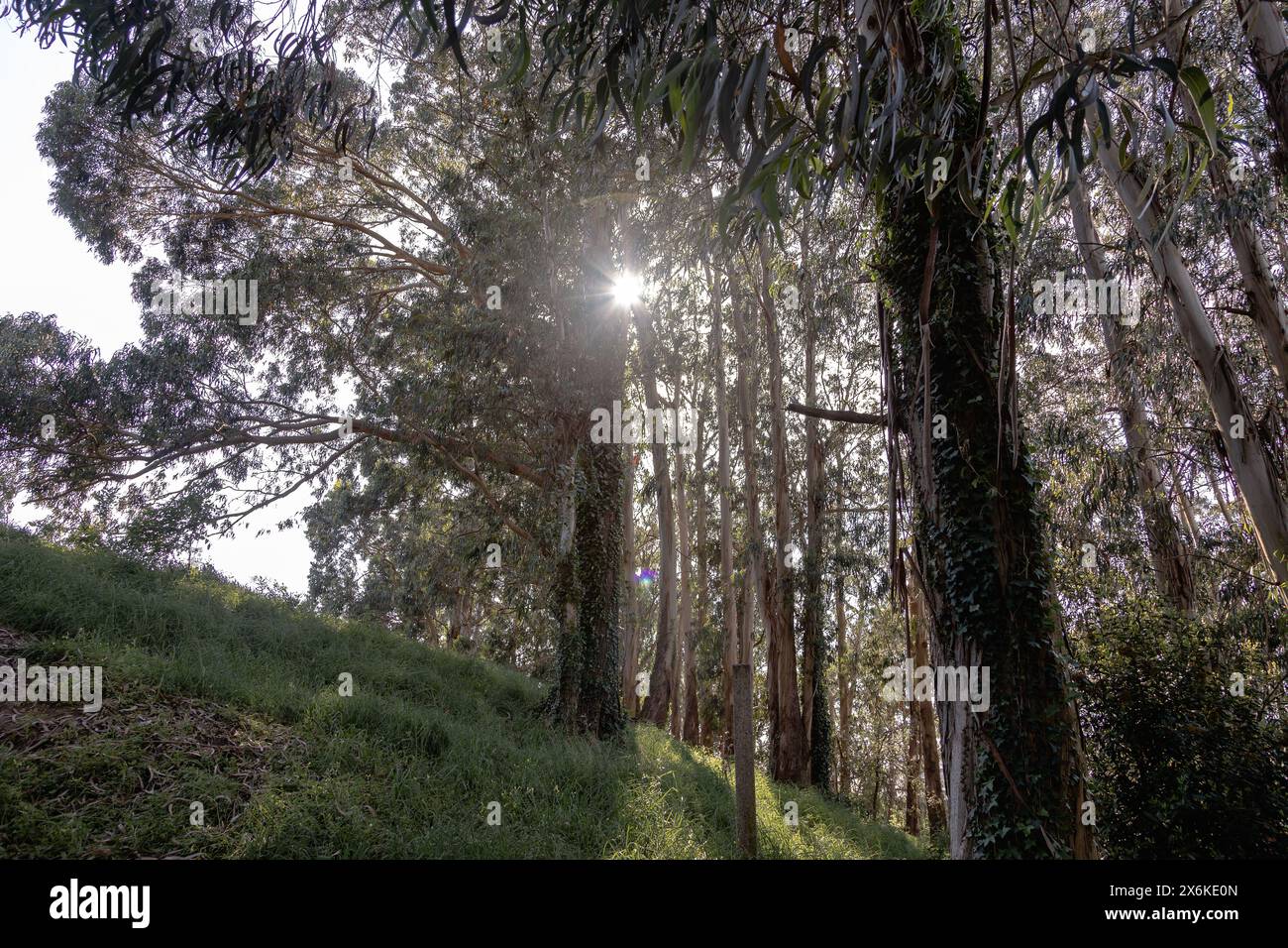 Verde paesaggio naturale con grandi alberi, per lo più eucalipto, all'interno della città di Matosinhos, in Portogallo, in pieno giorno. Rifugio naturale nelle aree urbane. Foto Stock