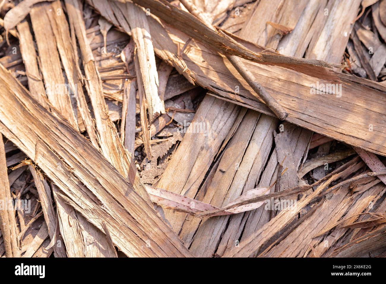 Resti di foglie secche e corteccia dagli alberi di eucalipto come sfondo dell'immagine. Effetto testurizzato. Foto Stock
