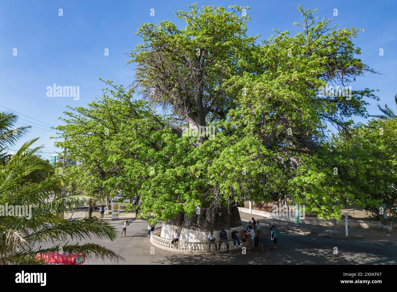 Vista aerea di un gigantesco albero di baobab africano (Adansonia digitata), il più grande esemplare del Madagascar con una circonferenza di 21 metri, Mahajanga, Boen Foto Stock