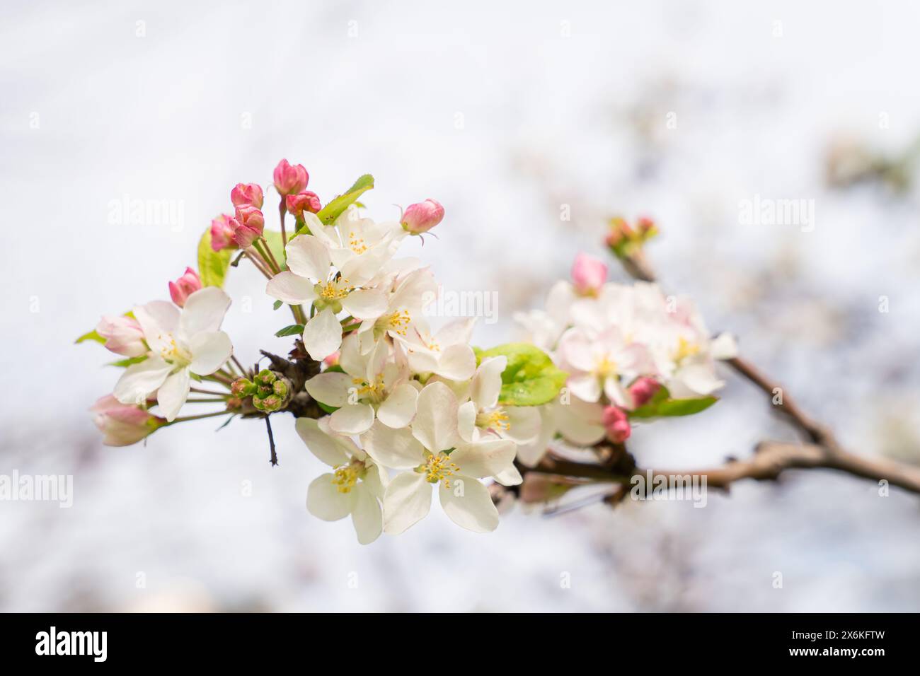 Le mele (Malus domestica) fioriscono in primavera in un parco cittadino. Sfondo di fiori su un ramo di melo. Sfondo sfocato. Sfondo. Messa a fuoco selettiva Foto Stock