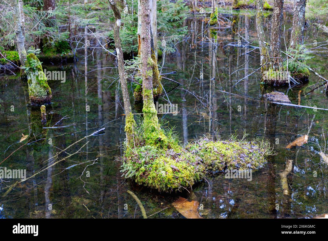Foresta delle fiabe di Fischbachau, piscine forestali sul percorso escursionistico del circuito delle fiabe nei pressi di Fischbachau, alta Baviera, Baviera, Germania Foto Stock