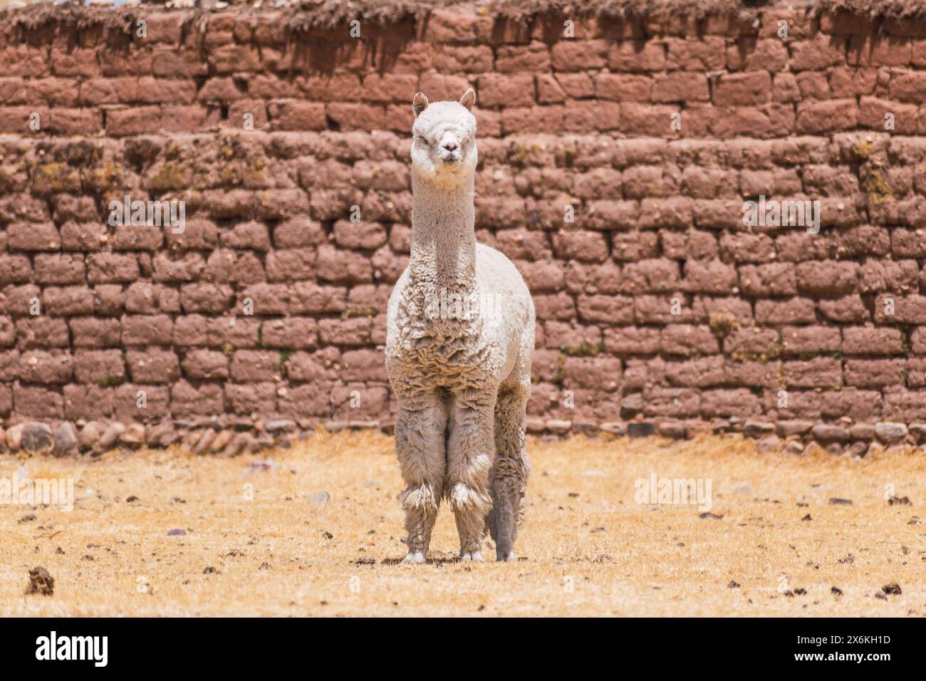 alpaca di colore bianco che pascolano in una giornata di sole circondati da vegetazione gialla nella catena montuosa delle ande del perù nel sud america Foto Stock
