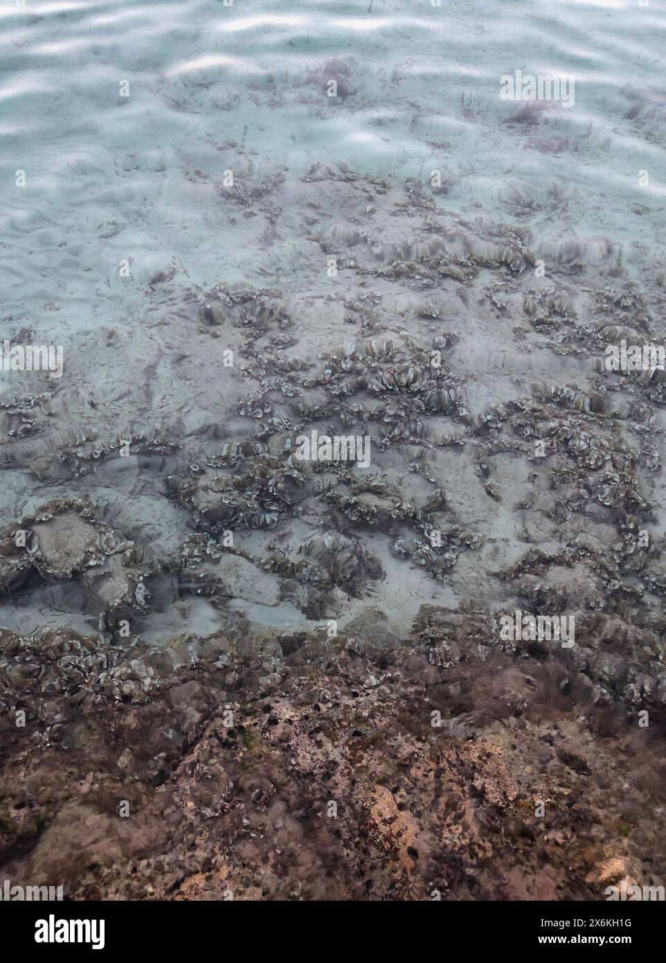 Dettaglio di una costa con vista delle creature marine sulla riva Foto Stock
