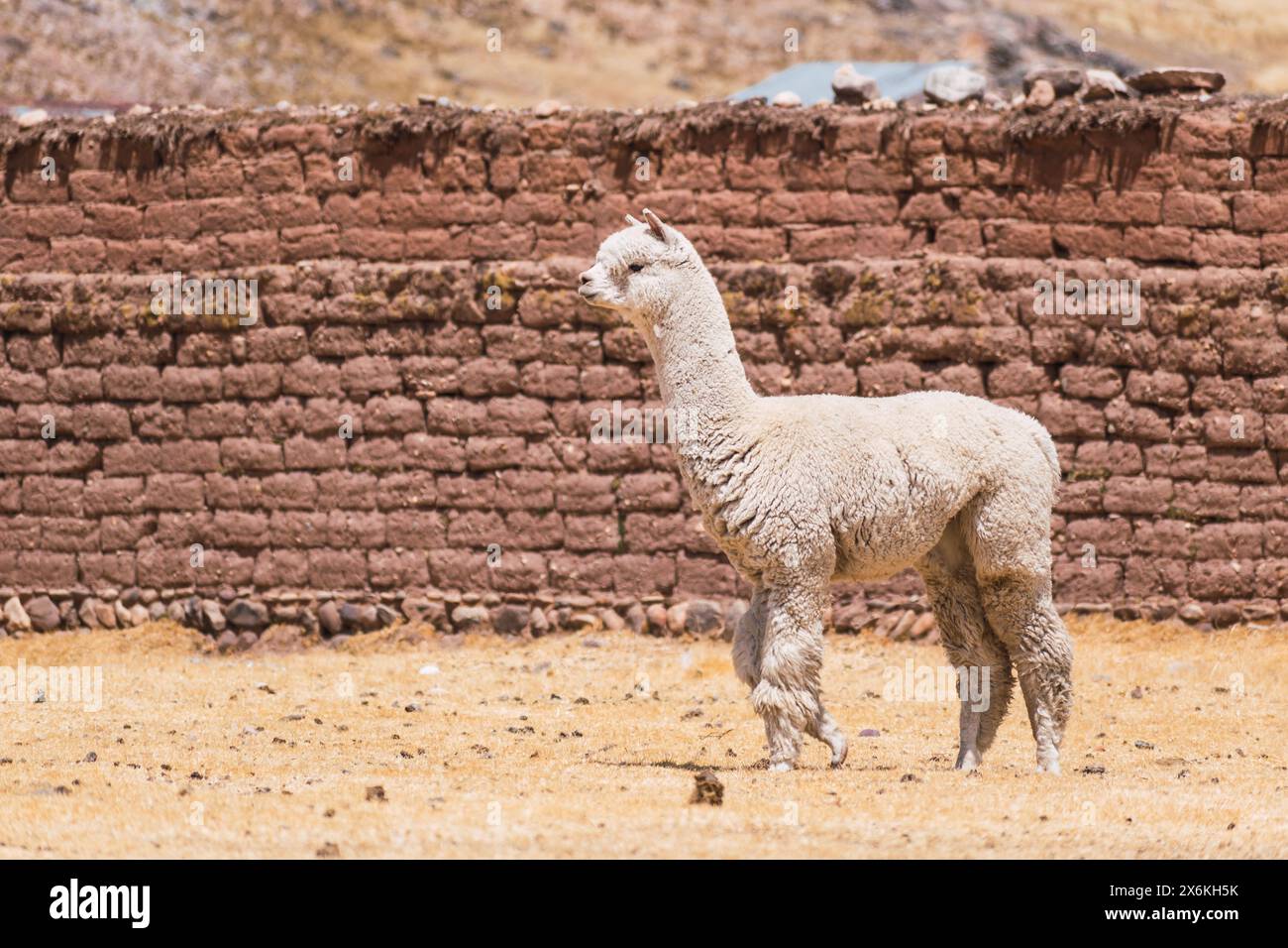 alpaca di colore bianco che pascolano in una giornata di sole circondati da vegetazione gialla nella catena montuosa delle ande del perù nel sud america Foto Stock
