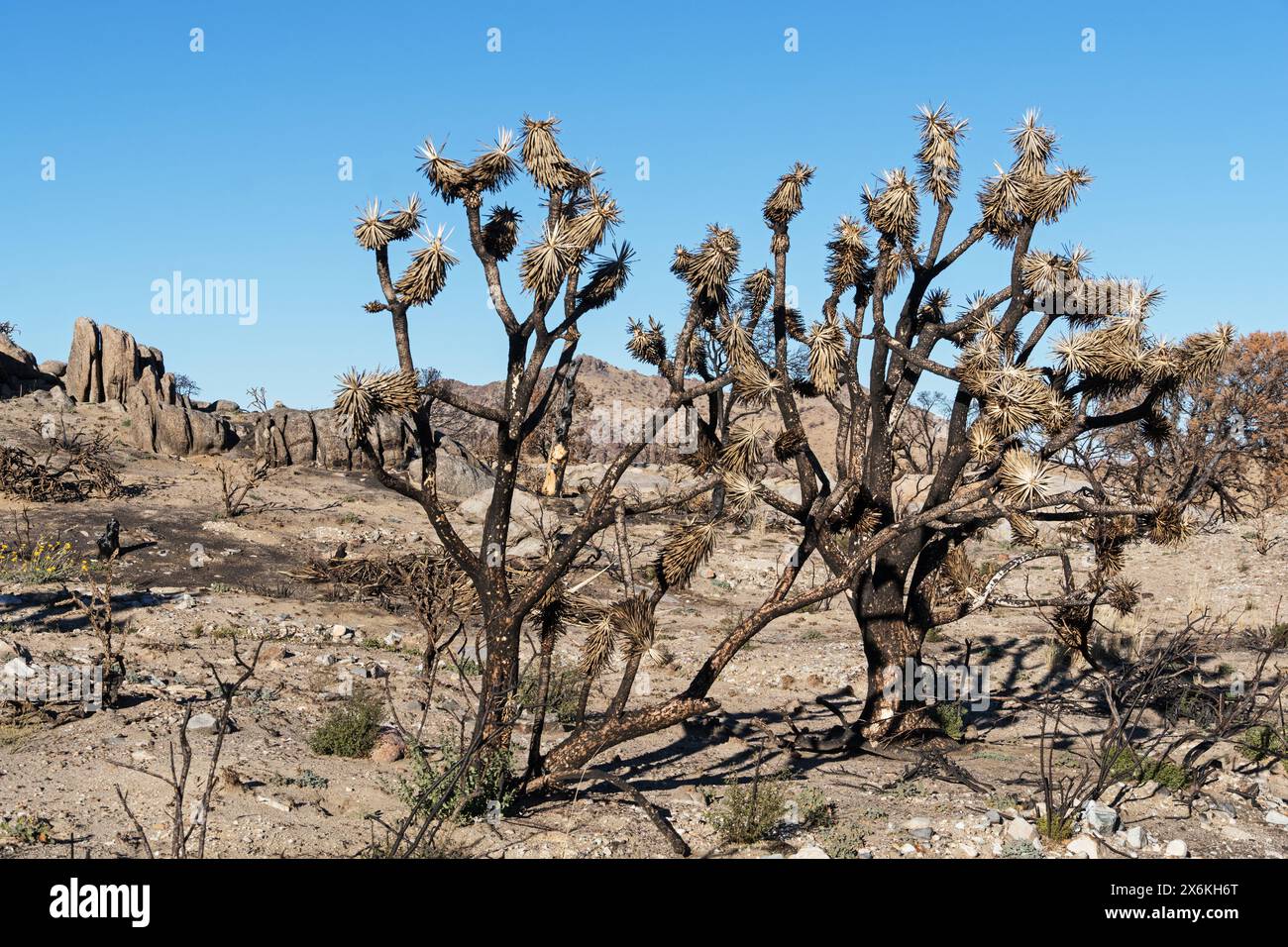 Alberi di joshua bruciati e rocce bruciate vicino alle montagne di New York bruciati nell'incendio di York nel 2023 Foto Stock