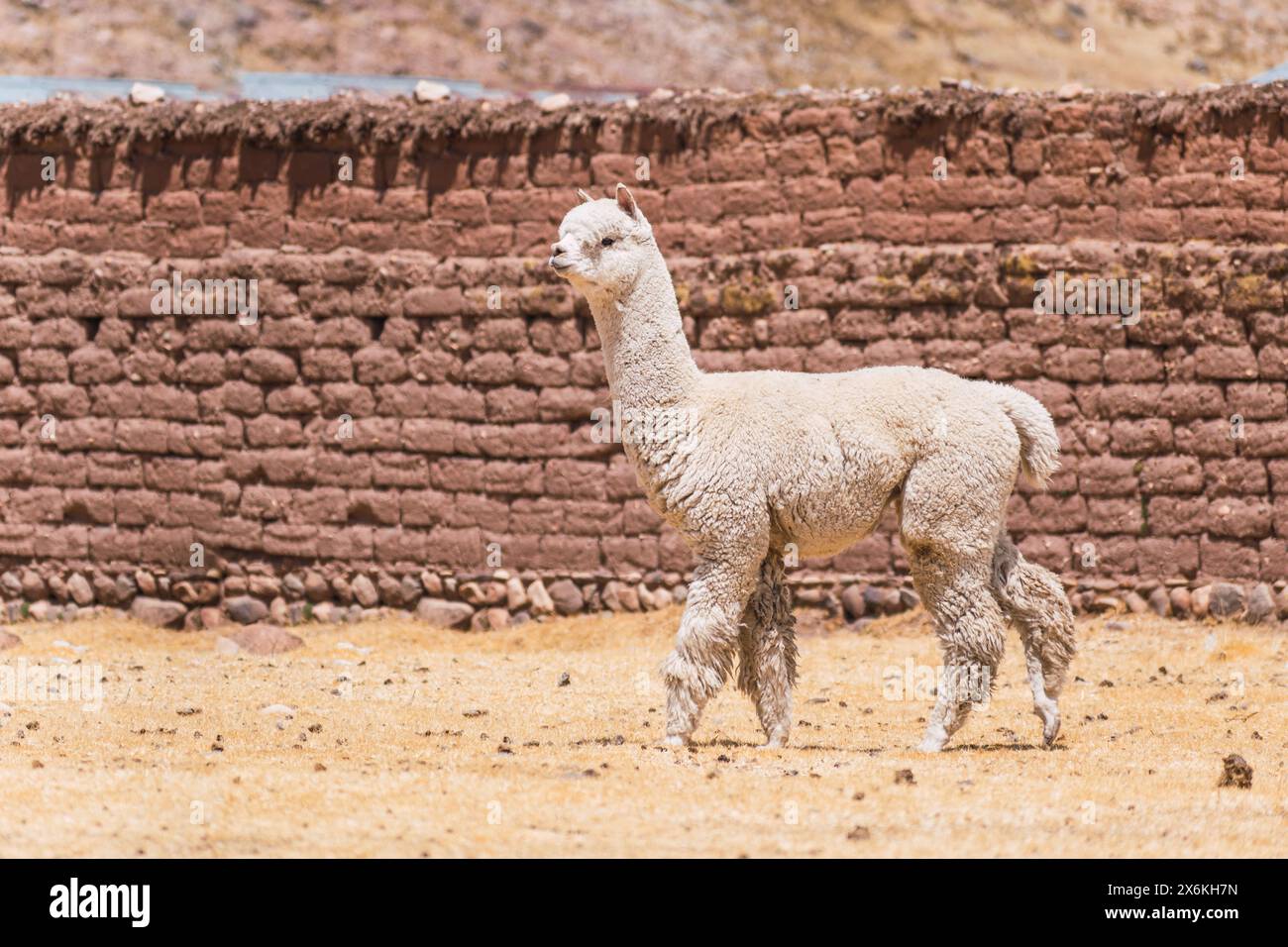 alpaca di colore bianco che pascolano in una giornata di sole circondati da vegetazione gialla nella catena montuosa delle ande del perù nel sud america Foto Stock