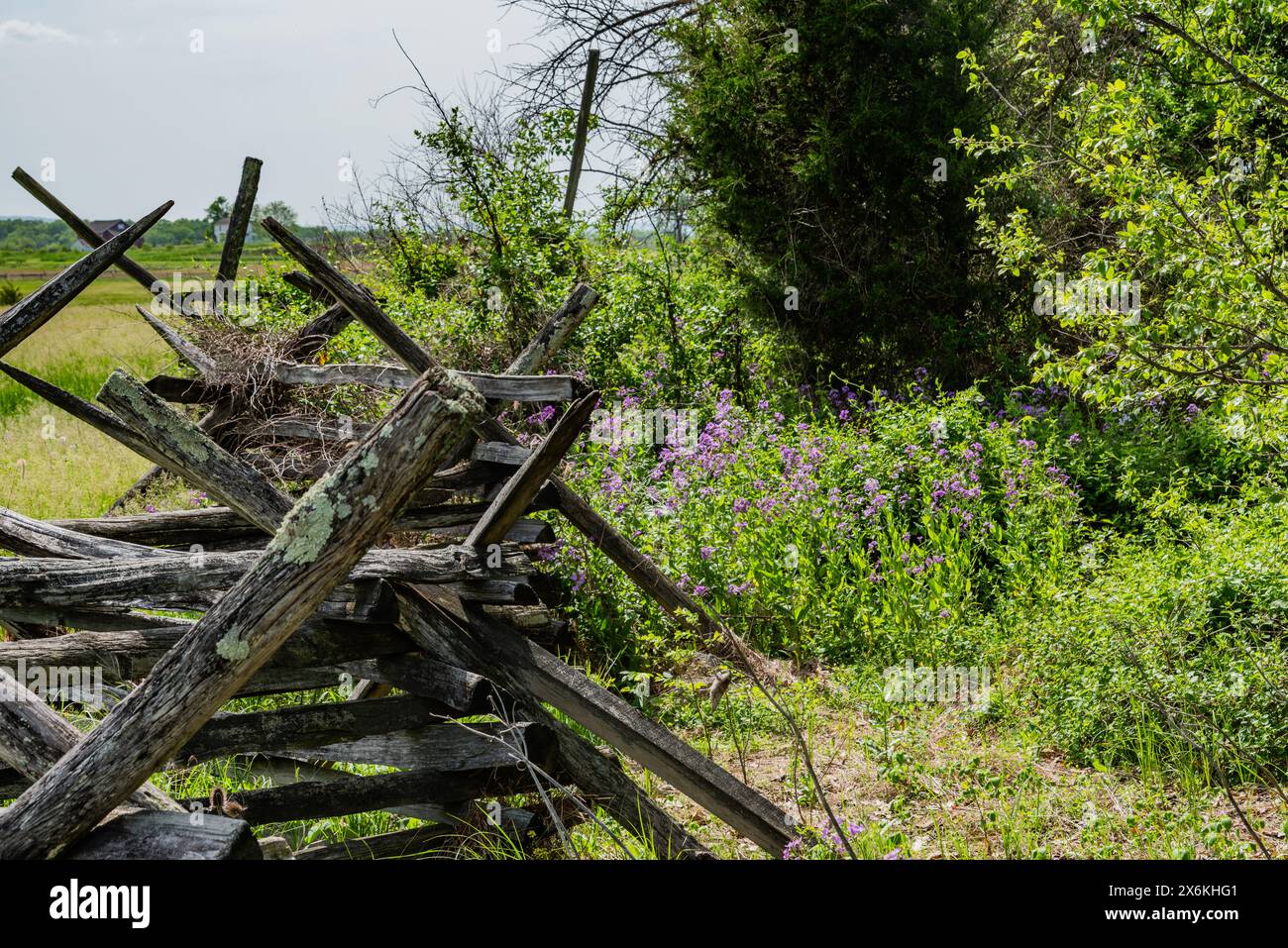 Fenceline e Purple Phlox, Pennsylvania USA Foto Stock