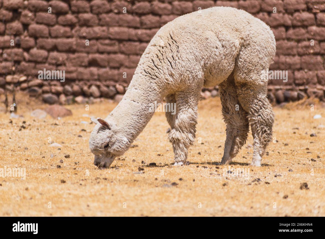 alpaca di colore bianco che pascolano in una giornata di sole circondati da vegetazione gialla nella catena montuosa delle ande del perù nel sud america Foto Stock