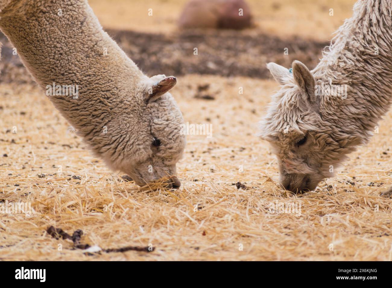 alpaca di colore bianco che pascolano in una giornata di sole circondati da vegetazione gialla nella catena montuosa delle ande del perù nel sud america Foto Stock