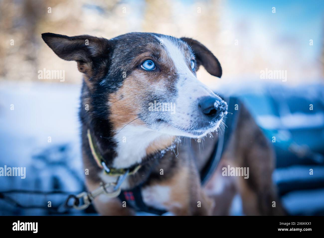 Ritratto di un cane da slitta; Lulea, Norrbotten, Svezia Foto Stock