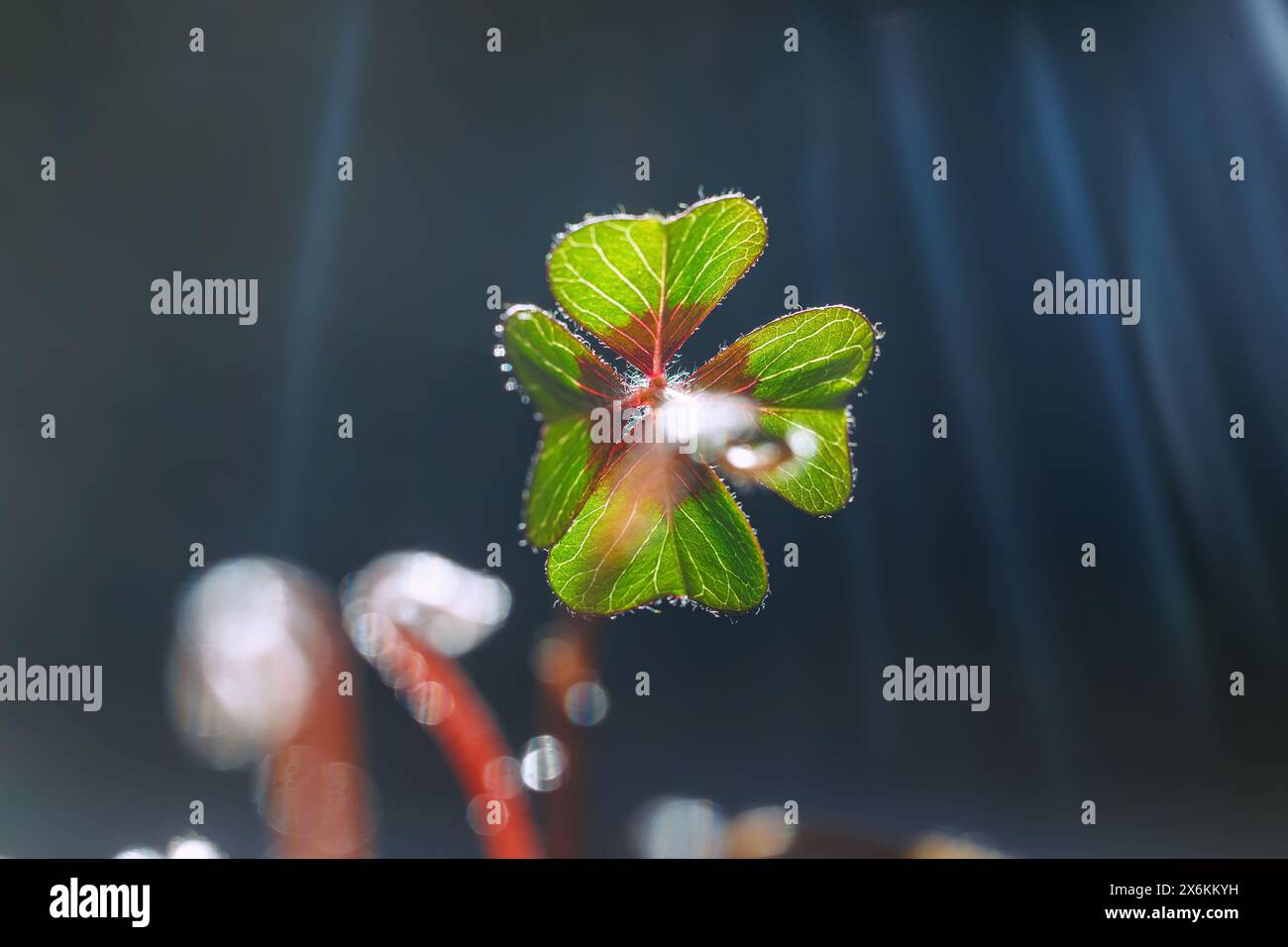 Trifoglio fortunato (Oxalis deppei, fusto a quattro foglie) Foto Stock