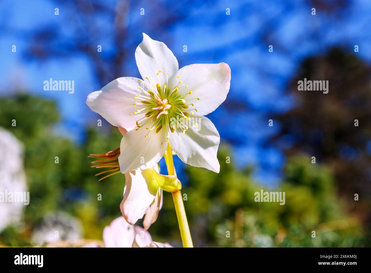 Fiori della rosa di Natale (Helleborus niger, Snow rose, hellebore nero) Foto Stock