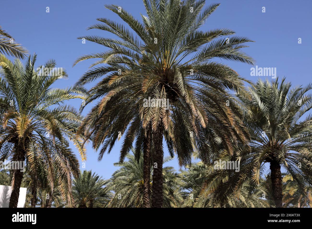 Palme da dattero (Phoenix dactylifera) nel Giardino del Chedi Hotel Muscat Oman Foto Stock