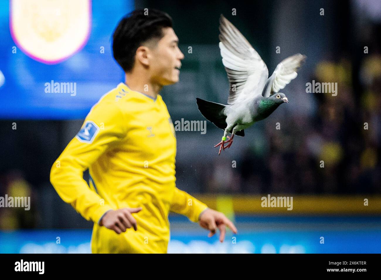 Danimarca. 15 maggio 2024. Yuito Suzuki del Broendby IF durante la partita di Super League 3F tra Broendby IF e FC Nordsjaelland al Broendby Stadium di Broendby, mercoledì 15 maggio 2024. (Foto: Mads Claus Rasmussen/Ritzau Scanpix) credito: Ritzau/Alamy Live News Foto Stock