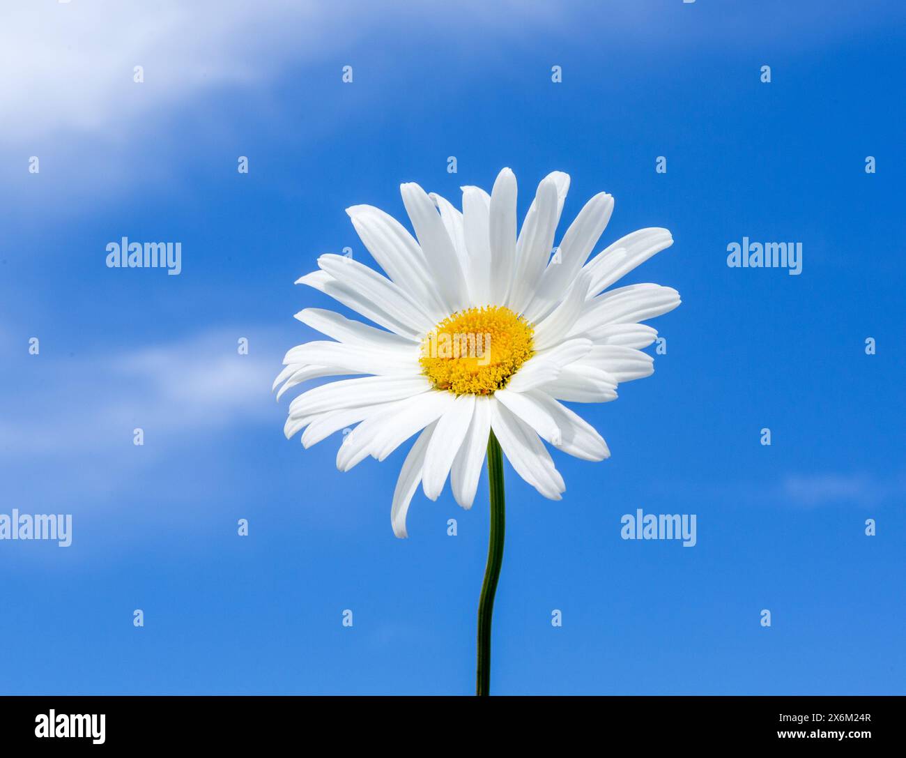 Fiori di camomilla soleggiati contro un cielo blu. Margherita bianca (Marguerite) Foto Stock
