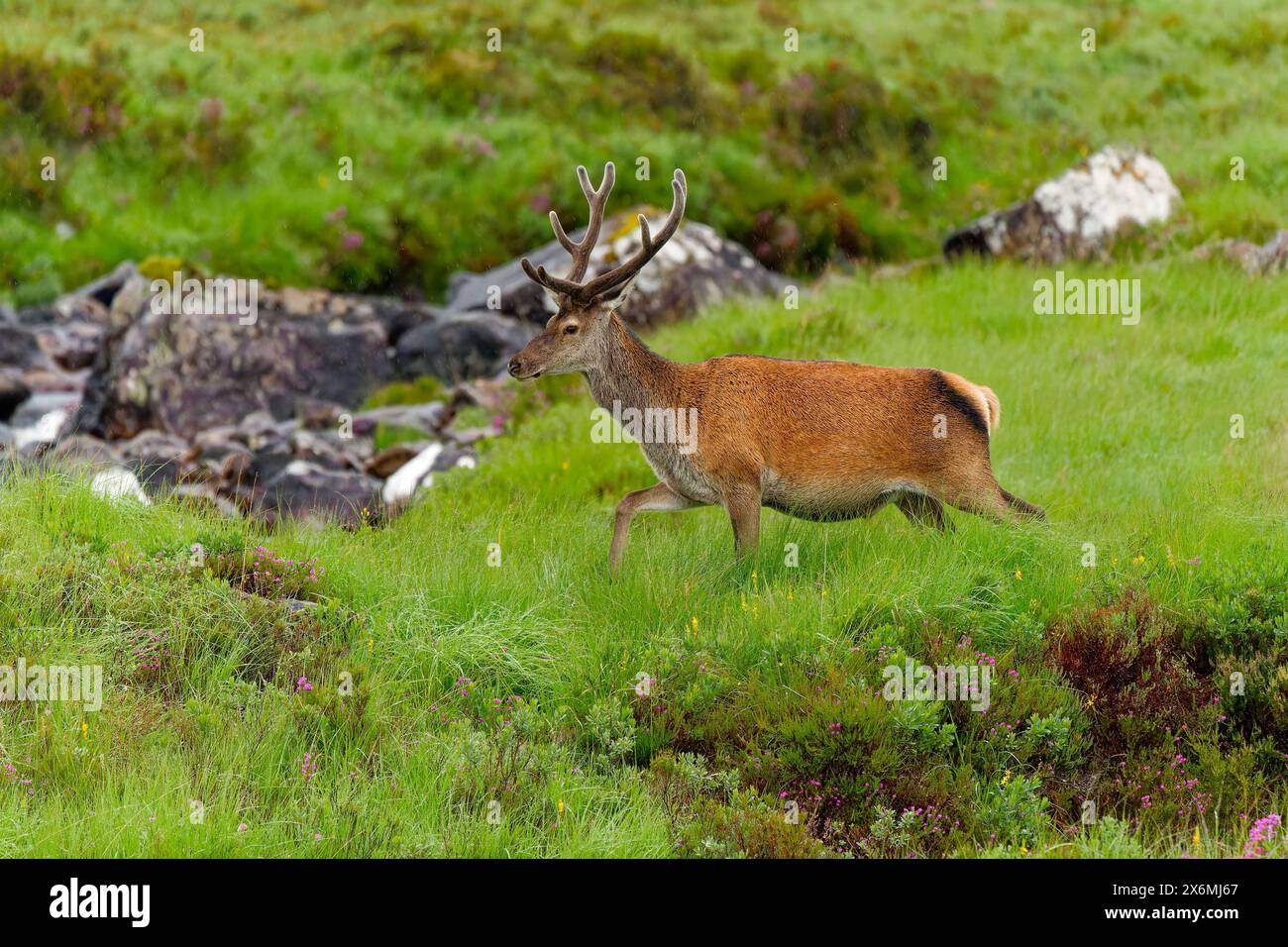 Gran Bretagna, Scozia, West Highlands, Applecross Pass, una mandria di giovani cervi delle Highlands che pascolano vicino al nostro camper sotto la pioggia Foto Stock