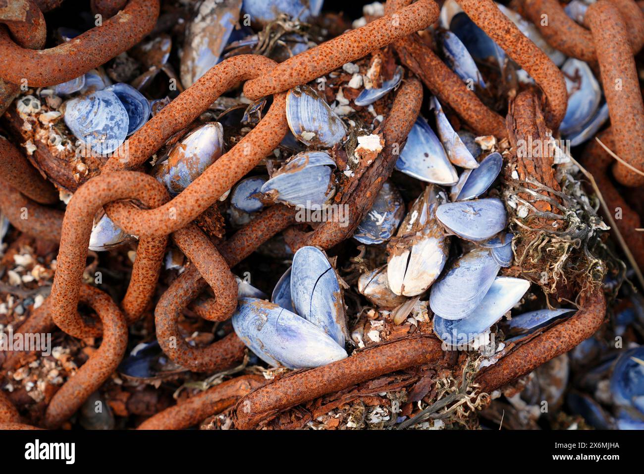Gran Bretagna, Scozia, Highlands nord-occidentali, porto di Kinlochbervie Foto Stock