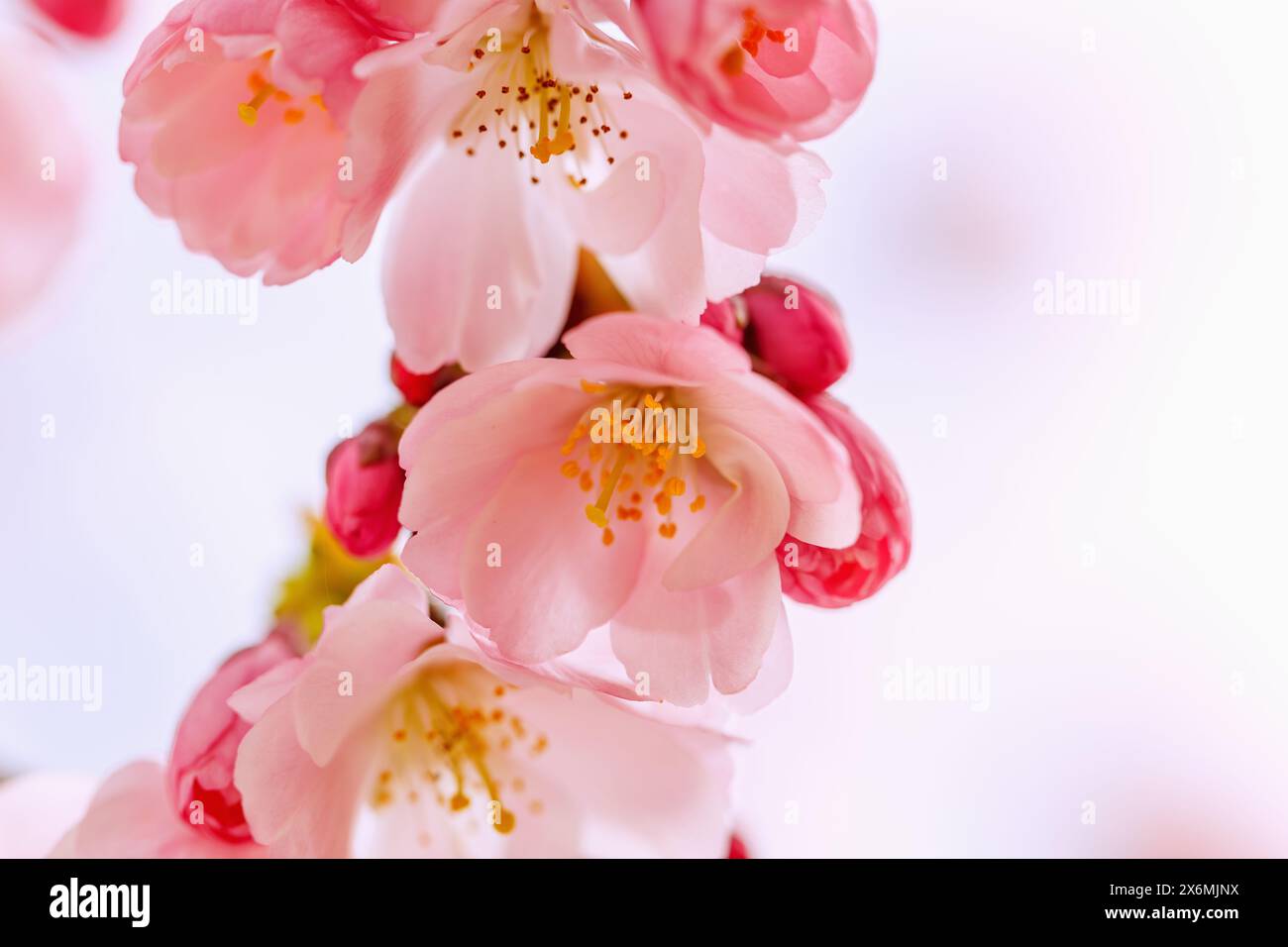 Ciliegio di montagna giapponese in fiore (Prunus sargentii x subhirtella 'riconoscimento', ciliegio ornamentale primaverile, ciliegio primaverile) Foto Stock